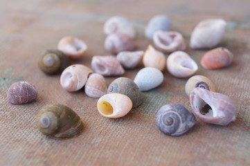 Colored shells