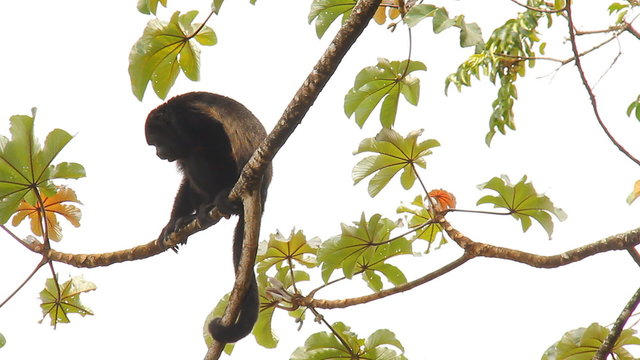 Howler Monkeys 4. Howler monkey in a tree in Costa Rica. Chewing some food and crawling away.