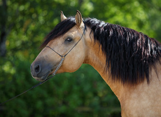 Majestic portrait of strong royal chestnut horse