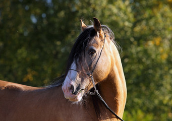 Obraz premium Tinker traveller pony