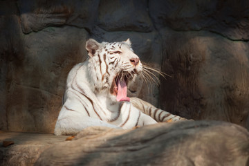 White tiger