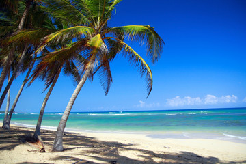 Coconut palm tree on tropical sandy beach near caribbean sea