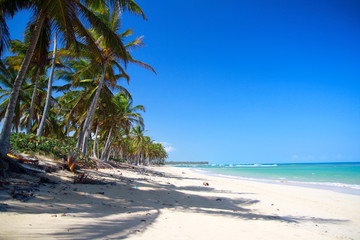 Coconut palm tree on tropical sandy beach near caribbean sea