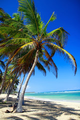Palm tree on caribbean beach with turquoise water