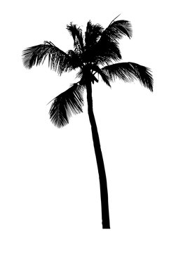 Silhouette of coconut palm tree on white background