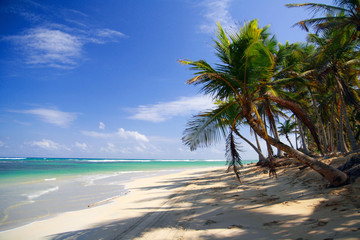 Obraz na płótnie Canvas Tropical beach with coconut palm tree and white sand on caribbean coastline 