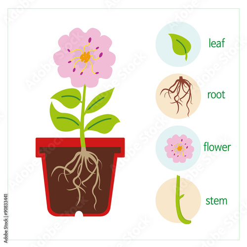 flower with roots clipart - photo #50