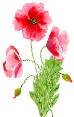 poppies