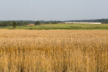 Rural sunny field with wheat in summer