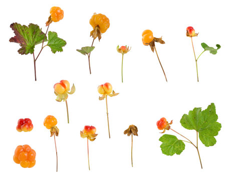 Collection of cloudberrys, Rubus chamaemorus isolated on white background