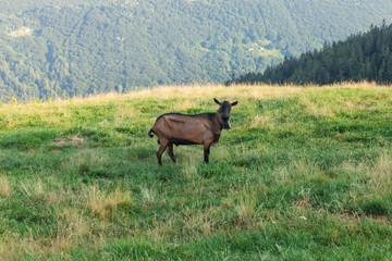 Fototapeta premium one goat grazing
