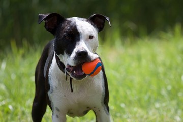 American staffordshire terrier playing with a ball