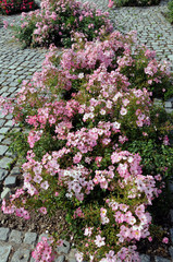 Fototapeta na wymiar Ground cover roses in small garden beds in a path, paved with granite cubes