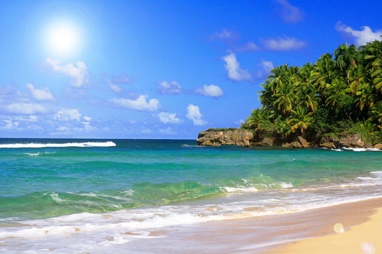 Palm forest on caribbean beach with blue sky