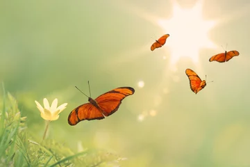 Photo sur Plexiglas Papillon Voler des papillons orange avec un fond ensoleillé