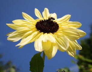 Biene auf einer Gartenblume beim bestäuben