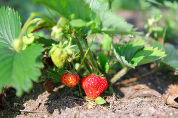 Strawberry with leafs in the garden