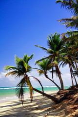 Fototapeta na wymiar Palms on caribbean beach