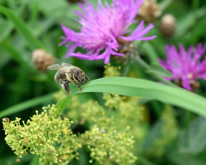 Bee pollination