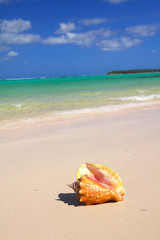 Seashell on caribbean sea