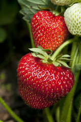 Strawberry in the fruit garden