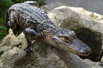 Alligator du Mississippi 