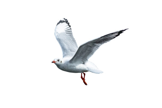 A free flying birds on white background; seagull