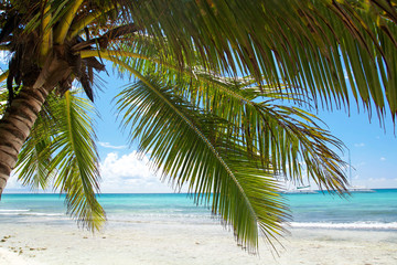 Palm on calm caribbean beach