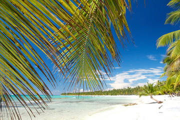 Palm on caribbean sea, island Saona