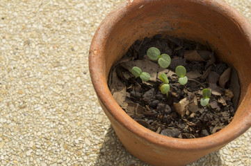 pot plant soil tree green sprout seed brown concept