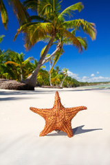 Fototapeta na wymiar Starfish on white sand