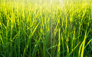 young rice field