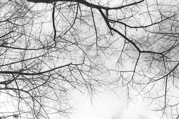 tree branch grunge vintage texture for natural background.