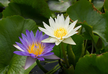 white and purple water lily in the pond