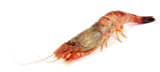 Raw tiger shrimp on white. Isolated on a white background.