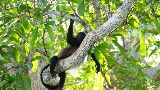 Howler Monkeys 17. Howler monkey relaxing in a tree in Costa Rica.