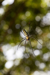 Golden Spider or giant spider in the forest