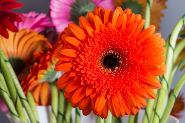 Gerbera Daisies closeup with shallow depth of field.