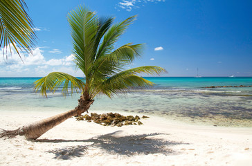 Obraz na płótnie Canvas Palm on beautiful caribbean beach