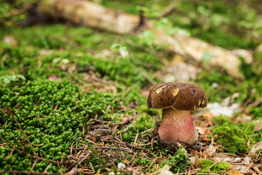 Edible mushrooms -  neoboletus luridiformis
