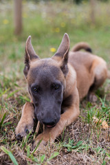 Belgian malinois dog puppy