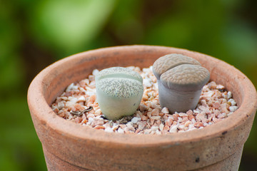 Lithops