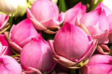 folded petal water lily for paying respect to Buddha in Thailand