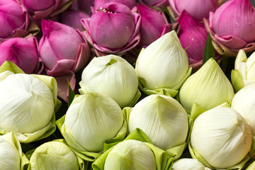 folded petal water lily for paying respect to Buddha in Thailand