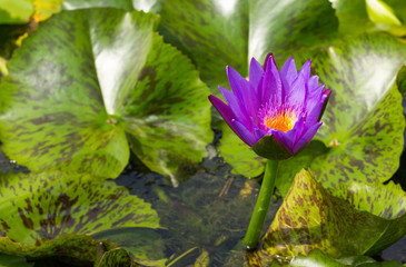 purple water lily in the pond