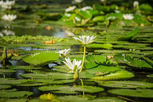 White water lily flower in pond.