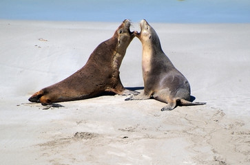 Australia, SA, sea lions