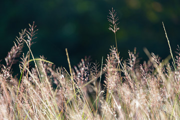 Flowering grasses with sunlight