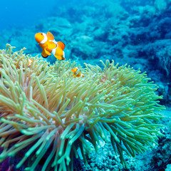 Naklejka na ściany i meble Underwater Landscape with Anemone Fish