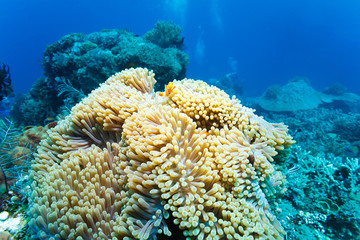 Fototapeta na wymiar Underwater Landscape with Anemone Fish
